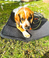 PET&CO Garry - luxury Dog Mat Gr.L 120x90cm Gray