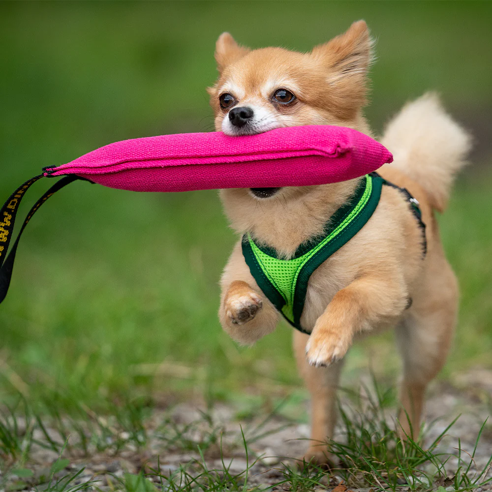Grossenbacher Dogs Fun Run Hundegeschirr