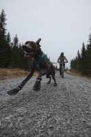 Non-Stop Protector Booties, 4 Stk.*, L