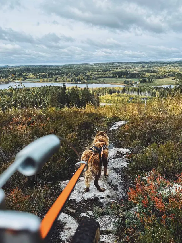Non-Stop Bike Antenna, uni