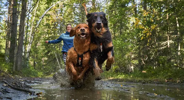 Non-Stop Freemotion Harness, 7