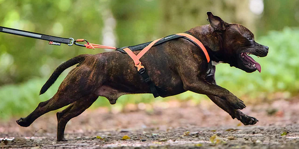 Non-Stop Rush Harness schwarz/orange