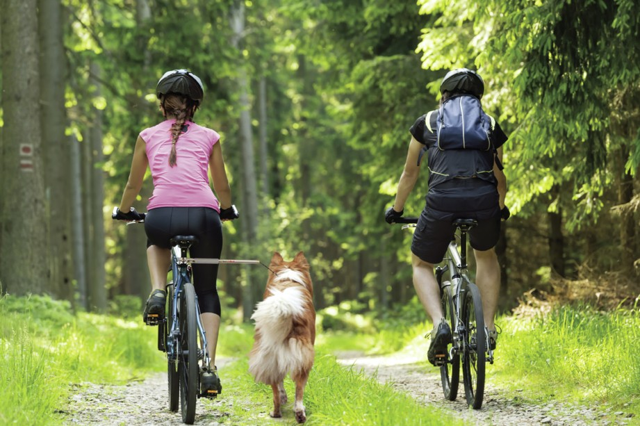 Camon WalkyDog Anbindevorrichtung für den Hund am Velo oder Trike