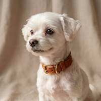 Doggy with Style Hundehalsband Leder mit Schnalle Floralis-schmal XXS Cognac