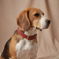 Doggy with Style Hundehalsband Leder mit Schnalle Floralis-schmal S Rot
