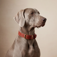 Doggy with Style Hundehalsband Leder mit Schnalle, Floralis-schmal, Rot