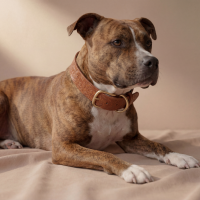 Doggy with Style Hundehalsband Leder mit Schnalle Floralis-breit L Cognac