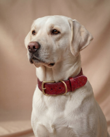 Doggy with Style Hundehalsband Leder mit Schnalle Floralis-breit XL Rot