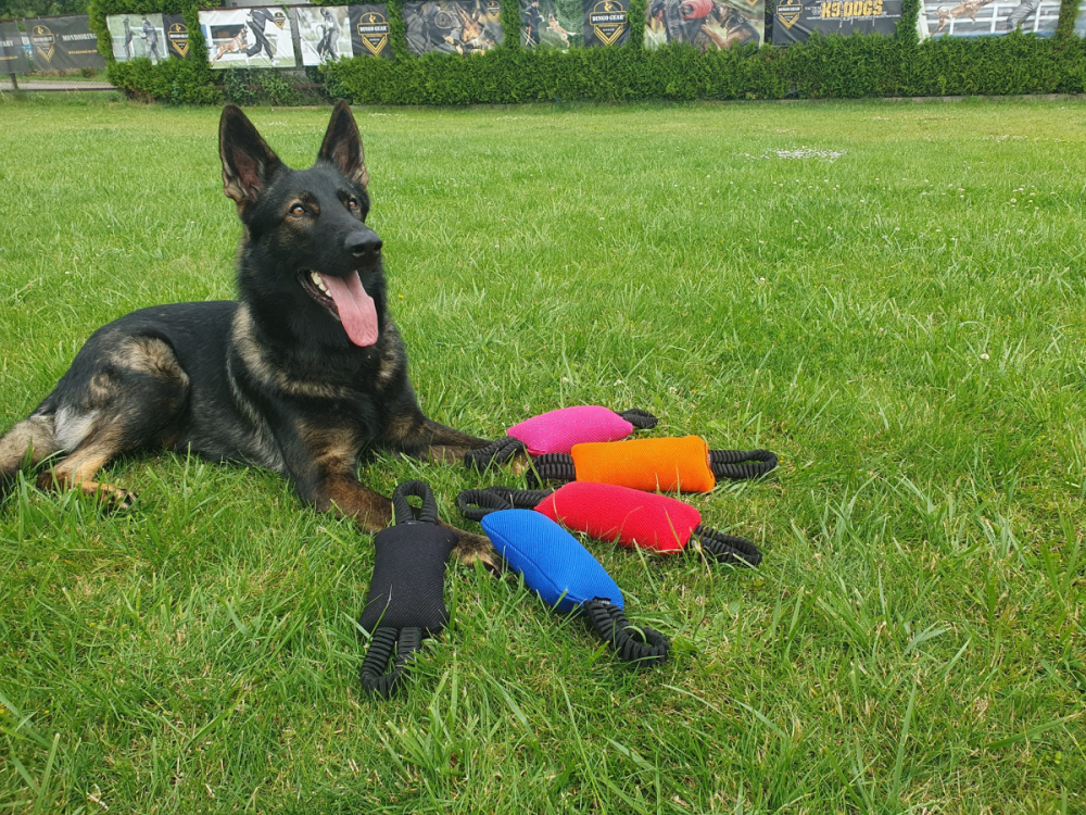 Dingo Gear Bungee Welpen Beisswurst, schwarz, mit zwei Handschlaufen
