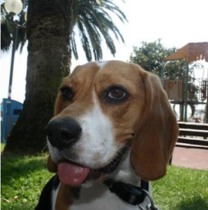 Junior