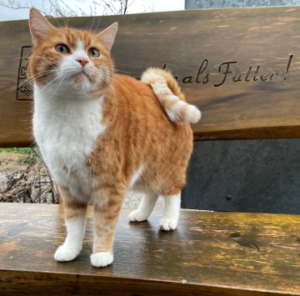 DogDog CatCat 10kg