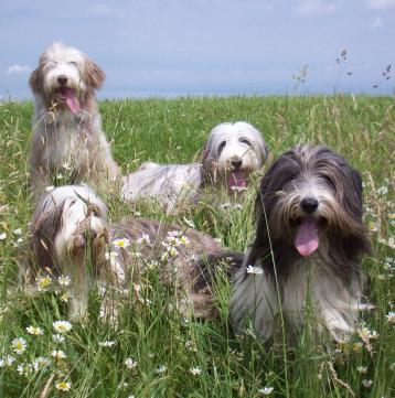 DogDog Complet 5kg